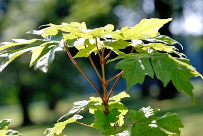 Acer miyabei - javor Miyabeův - nasedání listů na větévku (61)